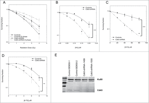 Figure 1. Clonogenic cell survival of Control and Cdk5 deficient cell lines to increasing doses of (A) 137Cs gamma rays (B) Hydroxyurea (HU) (C) 5-fluorouracil (5-FU) and (D) 6-thioguanine (6-TG). (A) Asynchronous or synchronized in S-phase (double thymidine block) cells were irradiated and colonies were allowed to grow for 10–15 days. (B) Asynchronous cells were exposed to increasing concentrations of HU present in the culture medium until colony fixation or to (C) 5-FU or (D) 6-TG for 24 h followed by fresh medium and colony growth. Data represents the combined mean ±SD from at least 2 independent experiments using 2 different HeLa Cdk5 clones for each experiment in triplicate for all conditions. (**P < 0.01; ***P < 0.001; Unpaired t-test). (E) Representative western blot showing the depletion of Cdk5 protein in the 2 Cdk5-shRNA cell lines used compared to the 2 Control clones. Ku80 was used as a gel loading control.