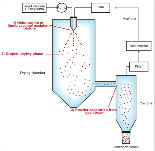 Figure 1. Overview of spray drying process [Adapted from Kanojia et al. (reference 11)] . The liquid vaccine excipient mixture enters the nozzle along with nitrogen via 2 different inlets. The mixing of liquid and nitrogen occurs just before end of the nozzle resulting in formation of aerosols. The heating mantle is located around the nozzle and the actual temperature is displayed on the equipment control panel (not shown). The dried particles enter the cyclone, following the airflow as depicted due to the special design of the cyclone. The nitrogen is separated, filtered and dehumidified before re-circulating back into the system and powder ends up in the collection vessel.