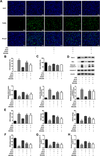 Figure 6 EX527 (SIRT1 inhibitor) or MK2206 (Akt inhibitor) reversed the protective effect of AS-IV on STZ-induced INS-1 cells. (A) Cell apoptosis was evaluated using a TUNEL assay and (B) quantified. (C) Cell viability was detected by Cell Counting Kit-8 assay. (D) Expression levels of apoptosis-related proteins, Bcl-2, Bax, cleaved caspase 3 and caspase 3 were determined using Western blotting and semi-quantified. β-actin was served as loading control. (E) Lipid peroxidation, superoxide dismutase activity and GSH/GSSG ratio were determined using corresponding kit. (F) The levels of insulin secretion were detected using the corresponding ELISA kit, and the relative mRNA levels of (G) insulin 1 and (H) insulin 2 were determined via RT-qPCR. The normal INS-1 cells without STZ, AS-IV, EX527 and MK2206 treatment were served as Control. ***P<0.001 vs Control; #P<0.05, ##P<0.01, ###P<0.001 vs STZ+ AS-IV+.