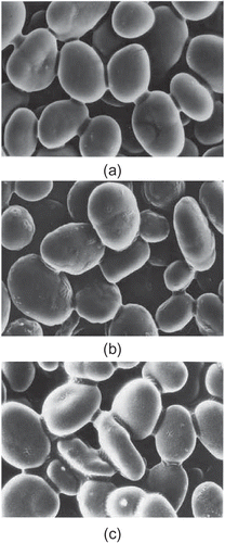 Figure 1 SEM micrographs of native and acid-alcohol-modified chickpea starch: (a) native starch; (b) 72 h; and (c) 216 h.