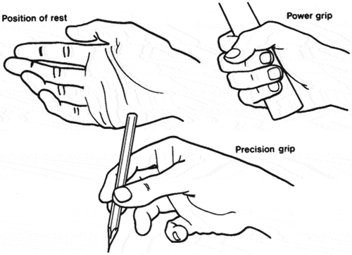 Figure 1. Various grasping activities (Pheasant & Haslegrave, Citation2006).