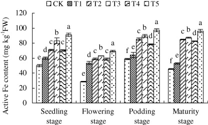 Figure 2. Effects of exogenous SNP on the content of active Fe of peanut leaves. The content of active Fe in leaves were investigated at seedling, flowering, podding, and maturity stages.Note: Different lower case letters indicate a significant difference (P < 0.05) between the treatments. The values are means ± SD of three replicate samples per treatment. CK: the calcareous soil without supplying SNP; T1: 35.8 mg SNP applied into calcareous soil directly; T2: 35.8 mg SNP added into a slow-release capsule (cap length: 6.0 ± 0.30 mm, body length: 9.5 ± 0.30 mm) (SRC), then applied into calcareous soil; T3: 35.8 mg SNP made into made into slow-release particles (diameter: 3–4 mm) (SRP), then applied into calcareous soil; T4: 35.8 mg SNP added into a slow-release bag (length: 10 mm, width: 10 mm) (SRB), then applied into calcareous soil; T5: foliar application of peanut leaves with 1.0 mM SNP every three days and proceeded for three successive times at each critical growth stage (seedling, flowering, podding, and maturity) with 10 mL every time.