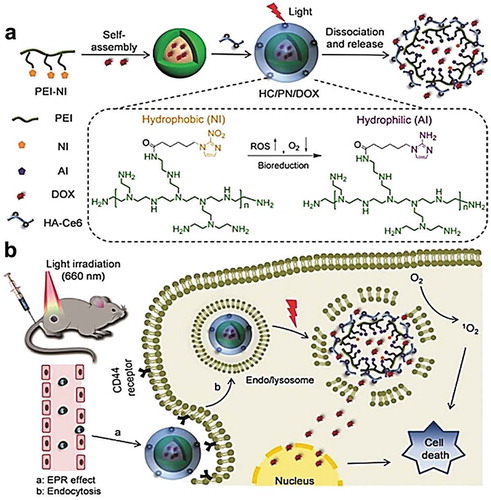 Figure 13. Hypoxia-responsive drug delivery. (A) Dual-stimuli-sensitive nanoparticles prepared from polyethyleneimine-nitroimidazole micelles (PEI-NI) co-assembled with Ce6-linked hyaluronic acid (HC). Hypoxia-mediated activation was achieved by the incorporation of a hypoxia-responsive electron acceptor (nitroimidazole, NI) converted to hydrophilic 2-aminoimidazole under hypoxic conditions leading to the release of nanoparticle-loaded doxorubicin. (B) CD 44-mediated targeted delivery of doxorubicin in cancer stem cells and release of DOX in response to hypoxia generated by laser irradiation. CD44 is a cell surface receptor, which is overexpressed in most of the cancer stem cells. Hyaluronic acid (HA), a strong affinity ligand for CD 44, is usually decorated on the surface of nanoparticles for recognizing and binding to the cancer stem cell leading to the delivery of the drug to the specific tumor cell. Reproduced with permission [Citation116]