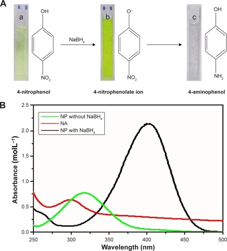 Figure 4 (A) Color change during catalytic reduction of 4-nitrophenol to 4-aminophenol and (B) ultraviolet–visible spectra of p-nitrophenol, p-nitrophenolate ion and 4-aminophenol. Reaction conditions: H2O (3 mL), Cu@Pd (15 μL, 0.1 mg mL−1), 4-nitrophenol (55 μL, 0.1 M) and NaBH4 (150 μL, 0.1 M). (a) 4-nitrophenol, (b) 4-nitrophenolate ion, (c) 4-aminophenol.Abbreviations: NA, nitroaminophenol; NP, nitrophenol.