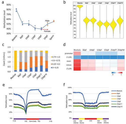 Figure 1. DNA methylation dynamics in medaka PGCs. (a): Global CpG methylation levels observed in PGCs at different stages of life history; (b): Beanplots showing the distribution of CpG methylation levels of the pooled replicates of medaka blastula and PGCs. Methylation was quantitated by taking 5 kb genomic probes approach; (c): Distribution of CpG methylation levels across the genome; (d): Average CpG methylation of the genomic features in PGCs at different stages of life history; (e): Average CpG methylation profiles over all medaka annotated genes starting from 5 kb upstream (−5 kb) of the transcription start site (TSS), through scaled gene bodies to 5 kb downstream (+5 kb) of transcription end sites (TESs); (f): Average CpG methylation profiles over all medaka CpG islands, CGI shores, and CGI shelves.