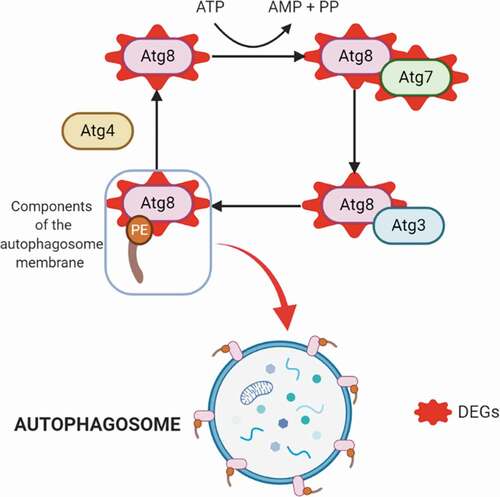 Figure 4. Autophagy process. Upregulated DEGs in autophagy (in red). The cysteine protease Atg4 cuts the arginine residue in the C-terminal part of Atg8, and immediately Atg8 is transferred to Atg7 and Atg3, and finally to the substrate phosphatidylethanolamine (PE); this complex (Atg8-PE) is part of the autophagosome membrane components.