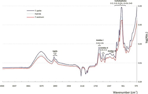 FIGURE 1 FTIR-ATR spectra for the grain of hybrids and their parental forms. The ranges for lipids, amides I, II, and III, and carbohydrates follow Nauman et al.[Citation14] The results are expressed as log of absorbance values (log(Abs.)).