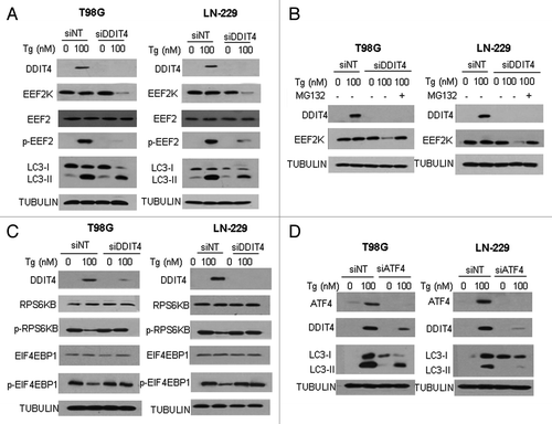 Figure 4. Silencing of DDIT4 expression blocked activation of EEF2K and suppressed autophagy in tumor cells treated with Tg. (A) LN-229 or T98G cells were transfected with a nontargeting RNA or a siRNA targeting DDIT4, followed by treatment with Tg for 24 h. The levels of DDIT4, EEF2K, EEF2, p-EEF2 and LC3 were examined by western blot. TUBULIN was used as a loading control. (B) LN-229 and T98 G cells were transfected with a nontargeting RNA or a DDIT4-targeted siRNA, followed by treatment with Tg for 24 h in the presence or absence of MG132. The levels of DDIT4 and EEF2K were examined by western blot. TUBULIN was used as a loading control. (C) LN-229 or T98G cells were transfected with a nontargeting RNA or a siRNA targeting DDIT4, followed by treatment with Tg for 24 h. The levels of DDIT4, RPS6KB, p-RPS6KB, EIF4EBP1 and p-EIF4EBP1 were examined by western blot. TUBULIN was used as a loading control. (D) LN-229 or T98G cells were transfected with a nontargeting RNA or a siRNA targeting ATF4, followed by treatment with Tg for 24 h. The levels of ATF4, DDIT4 and LC3 were examined by western blot. TUBULIN was used as a loading control.