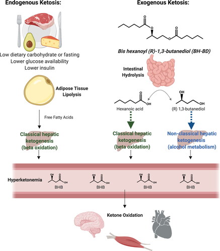 Figure 1. Metabolic pathways involved in endogenous and exogenous ketosis. Endogenous ketosis increases lipolysis, classical hepatic ketogenesis, hyperketonemia and ketone oxidation. Exogenous ketosis with BH-BD consumption involves intestinal hydrolysis of BH-BD, classical and non-classical hepatic ketogenesis, hyperketonemia and ketone oxidation. BHB, beta-hydroxybutyrate. Created with BioRender.com.