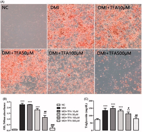 Figure 6. Effect of co-administration of DSP-derived trans-ferulic acid on lipid accumulation in 3T3-L1 cells. The data are reported as the mean ± SD (n = 10). *p < 0.05, **p < 0.01, ***p < 0.001, analyzed by parametric multiple comparison procedures, One-way ANOVA test. When the result of ANOVA was significant, and Dunnett’s multiple comparison test was applied versus the NC group; #p < 0.05; ##p < 0.01; and ###p < 0.001, versus DMI.