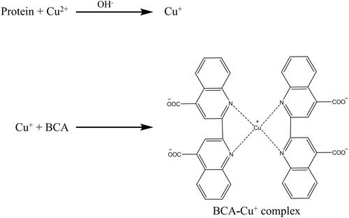 Figure 8 Biuret reaction induces purple complex formation by reacting a Cu+ ion with BCA.