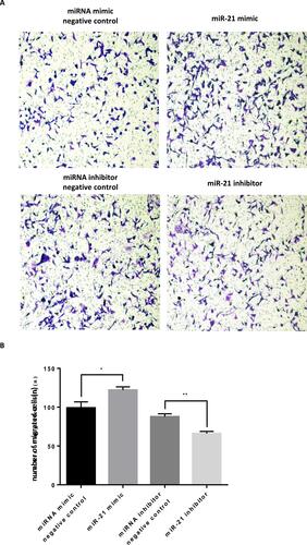 Figure 7 Role of miR-21 in the migration of HTR-8/SVneo cells (A and B) Transwell assay for cell migration shows that miR-21 promotes cell migration. n = 3 per group. *P<0.05, **P<0.01.