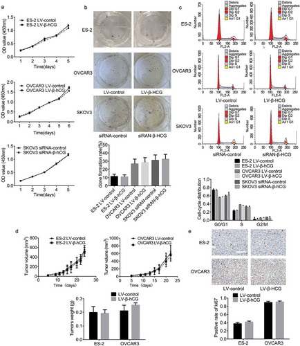 Figure 2. β-hCG had no significant influence on EOC cell proliferation in vitro or in vivo. (a and b) The effect of β-hCG on ES-2 and SKOV3 cell proliferation was detected by CCK8 analysis and colony formation assays. (c) The effect of β-hCG on cell cycle was assessed using FCM. (d) The tumor growth curve of subcutaneous ovarian xenografts was continuously detected with a digital Vernier caliper. The tumor weights in each group were quantified. (e) Representative immunohistochemical staining of Ki-67 in xenograft tumor tissues. Scale bar, 50 μm.