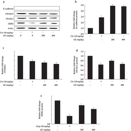 Figure 5. Effect of antler extract (AE) on epithelial to mesenchymal transition (EMT)-related gene expression in tumor tissue.Control (Con, PBS 200 μL + tumor cells); cisplatin (Cis, 10 mg/kg + tumor cells); antler extract low- and high-dose (AEL and AEH, 200 and 400 mg/kg, respectively plus tumor cells. β-Actin was a loading control. Blot represents mean of three individual experiments performed in triplicate. *Significant difference from the Con group shown at p < 0.05.