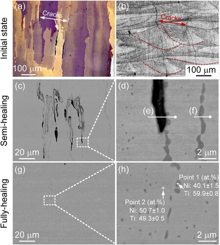 Figure 4. As-fabricated NiTi with cracks: optical microstructures showing (a) parent (austenite) phase at the polarised light and (b) melt pool features at the normal light. (c) BSE microstructures of the semi-healed NiTi and (d) its corresponding enlarged image; (e) and (d) EDS line scanning from (d). (g) and (h) BSE microstructures of fully healed NiTi and corresponding EDS mappings from (h). All images showing microstructures along the building direction.