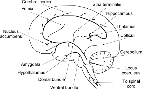 Figure 1 Sagittal section of the human brain, showing the principal noradrenergic pathways.Adapted with permission from Moret C. Understanding neurotransmission in the brain.Available from: http://www.psy-world.com/unt_noradr.htm.
