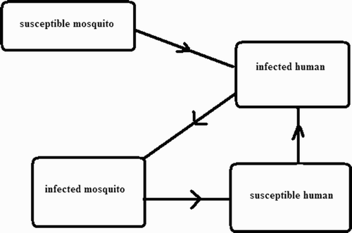 Figure 1. Susceptible mosquitoes bite infected humans and become infected; infected mosquitoes bite susceptible humans and these humans then become infected.