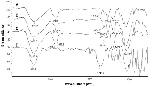 Figure 4 Fourier transform infrared spectra of (A) GC-loaded Chi nanoparticles, (B) blank Chi nanoparticles, (C) Chi alone, and (D) GC.Abbreviations: Chi, chitosan; GC, gemcitabine; PF, Pluronic F®127.