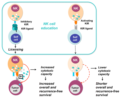 Figure 1. Potential impact of the interactions between killer cell Ig-like receptors (KIRs) and their ligands on the clinical outcome of hepatitis C virus (HCV)-linked hepatocellular carcinoma (HCC). The high-affinity binding of inhibitory KIRs and their ligands during development enhances the functions of natural killer (NK) cells through a process known as licensing. Conversely, the activity of NK cells expressing activating KIRs that bind self ligands is decreased, as it has been described for the interaction between KIR2DS1 and HLA-C2. These observations may provide a key for the interpretation of the functional and clinical correlates of KIR/HLA genotypes HCV-linked HCC.