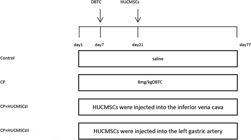 Figure 1. Experiment schedule. The rats were fed for 1 week to adapt to the environment. CP was induced by tail vein injection of DBTC. Except for the control group, others were given 10% ethanol per day for 10 weeks to induce pancreatic fibrosis. HUCMSCs were injected into the inferior vena cava and left gastric artery respectively in rats on the third week. DBTC, Dibutyltin chloride; HUCMSCs, human umbilical cord mesenchymal stem cells