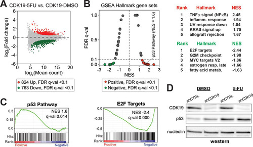 FIG 5 Transcriptional response to 5-FU is dampened in CDK19 knockdown cells. (A) MA plot comparing RNA-Seq data from shCDK19 SJSA cells after 5-FU treatment (versus DMSO control). Compared to shCTRL cells (Fig. 4A), the shCDK19 cells show an overall decreased transcriptional response. (B) Plot of FDR versus the NES based upon GSEA from RNA-Seq data (shCDK19 cells, 5-FU versus DMSO). The dashed line represents 0.1 FDR cutoff. The top five ranked positively and negatively enriched gene sets are shown at right. (C) GSEA plots for p53 pathway and E2F targets. (D) Western blot showing expression levels of CDK19 and p53 in the control and CDK19 knockdown SJSA cells after 5-FU treatment.