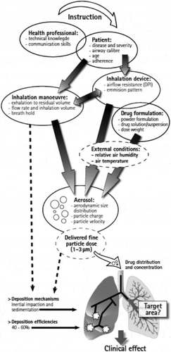 Figure 4. Interaction of the different contributing factors in drug delivery to the lungs (printed with permission by B.L. Rottier)