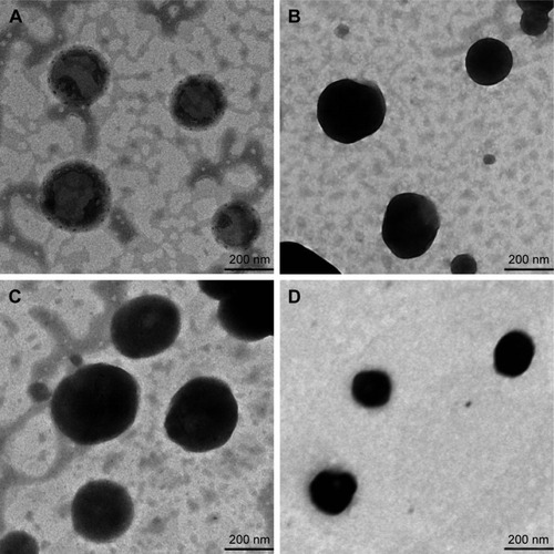 Figure 1 Morphology of lipid vesicles observed under transmission electron microscopy.Notes: (A) Cationic-UDLs; (B) UDLs; (C) anionic-UDLs; (D) CLs.Abbreviations: CLs, conventional liposomes; UDLs, ultradeformable liposomes.