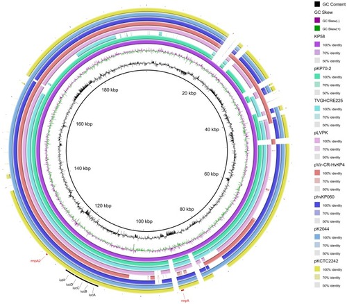 Figure 3 Genetic comparison of eight virulence-encoding plasmids harboured by different K. pneumoniae strains. Virulence factors, such as aerobactin (iucABCD, iutA), and mucoid phenotype (rmpA, rmpA2) are annotated.