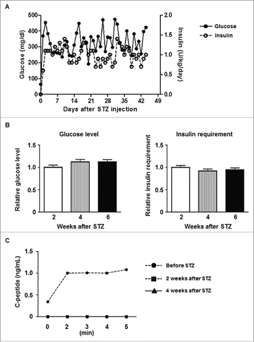 Figure 2. Control data of diabetic pigs (A) Average daily blood glucose levels (left y-axis) and exogenous insulin requirements (right y-axis) in Group3 pigs after STZ. (B) Blood glucose levels (left panel) and exogenous insulin requirements (right panel) during the first 2 weeks after STZ (0–2 weeks, white bar), the next 2 weeks (2–4 weeks, striped bar), and thereafter (to 6 weeks, black bar). The daily values (as documented in A above) were divided by the average of the first 2 weeks, and the ratio of each period is shown. Data are mean ± SEM. Neither glucose level nor insulin requirement showed significant changes in Group3. (C) C-peptide levels in response to arginine stimulation before STZ, and 2 weeks or 4 weeks after STZ. C-peptide secretion was abrogated by STZ.