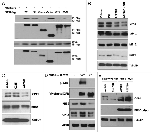Figure 3. mtEGFR regulates protein levels of mitochondrial profusion proteins, PHB2, and OPA1. (A) Western blot analysis of immunoprecipitated EGFR-flag mutants from HEK293T cells co-transfected with the indicated EGFR-flag mutants and PHB2-myc. Deletion of the entire intracellular domain or the transmembrane domain, abolished the EGFR-PHB2 interaction. WT, wild type EGFR; KD, kinase dead EGFR (R718M mutation); ∆intra, deletion of 684–1210AA; ∆extra, deletion of 1–644AA; ∆TM, deletion of 645–671AA; ∆JM, deletion of 669–684AA. (B) Western blot analysis of protein samples for PHB2, OPA 1, Mfn1, Mfn2, and Tubulin of PC3 cells treated with EGF (20 ng/ml) in the presence or absence of AEE788 (5 μM) for 30 h. (C) AEE788 but not C225 downregulated OPA1. PC3 cells were treated with vehicle, EGFR monoclonal antibody (inhibits the kinase activity of pmEGFR) or AEE 788 (inhibits both the plasma membrane and non-plasma membrane EGFRs) for 24 h and isolated proteins were analyzed for OPA1. GAPDH serves as loading control. (D) mtEGFR increases levels of the endogenous PHB2 and OPA1 dependent of mtEGFR’s tyrosine kinase activity. HEK 293T cells were transfected with Mito-WT-EGFR or Mito-KD-EGFR for 24 h and protein samples were analyzed by western blot for the indicated proteins. (E) PHB2 inhibited AEE788 induced downregulation of OPA1. PC3 cells were transfected with empty vector or PHB2-myc for 24 h followed by AEE788 for another 24 h. Protein samples were analyzed on western blot for OPA 1, myc (PHB2), and Tubulin.