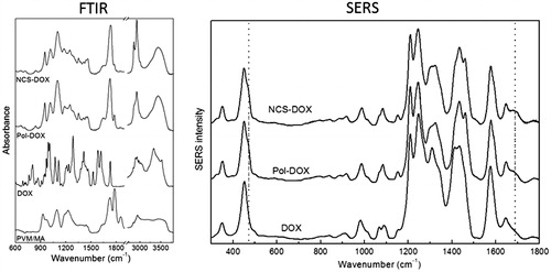 Figure 2. FTIR spectra (left) of PVM/MA, DOX (doxorubicin), Pol-DOX (reaction product of PVM/MA and doxorubicin) and NCS-DOX (nanocapsules containing selol and doxorubicin). The graph on the right presents SERS spectra of DOX, Pol-DOX and NCS-DOX.