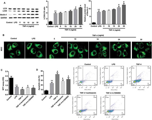 Figure 5. TNF-α suppressed proliferation and promoted apoptosis in IEC-6/NEC via autophagy induction.The IEC-6 cells were stimulated with 100 μg/mL LPS for 3 h to establish NEC in vitro cell model (IEC-6/NEC, LPS group), and the cells treated with equal volume of culture medium served as the control (Control group). (A) Effects of TNF-α treatment at increasing concentrations (5, 10, 15, 20, 30 ng/mL) on the protein expression of LC3II/LC3I and Beclin-1 in the LPS-induced IEC-6/NEC cells were evaluated by Western blot. The quantitative analysis of their relative protein expression normalized to GAPDH using Image-Pro Plus 6.0 software was shown. (B) Effects of TNF-α treatment at increasing concentrations (5, 10, 15, 20, 30 ng/mL) on the formation of autophagic vacuoles in the LPS-induced IEC-6/NEC cells were evaluated by MDC fluorescence staining. (C) MTT assay was performed to evaluate the effects of pre-treatment with autophagy inhibitor wortmannin or LY294002 on the cell proliferation of the LPS-induced IEC-6/NEC cells treated with TNF-α (20 ng/mL). (D) Flow cytometry analysis was performed to evaluate the effects of pre-treatment with autophagy inhibitor wortmannin or LY294002 on the cell apoptosis of the LPS-induced IEC-6/NEC cells treated with TNF-α (20 ng/mL). **p < 0.01 vs. Control group; #p < 0.05 vs. LPS group; $p < 0.05 vs. TNF-α group.