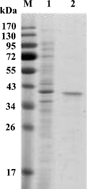Figure 2. SDS-PAGE analysis of purified recombinant Xyn27. Lanes: M, protein marker (Thermo Fisher Scientific); (1) unpurified recombinant Xyn27; (2) purified recombinant Xyn27.