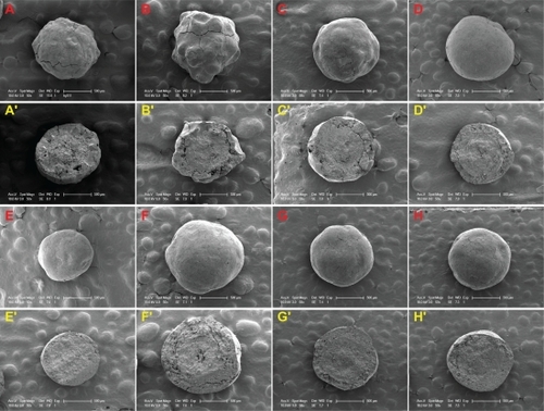 Figure 3 Scanning electron microscopic photographs of the surface and cross-section view of solid SNEDDS pellets, where the formulations are defined in Table 2. Surface: A–D) SF1–3 (liquid SNEDDS loading 0%, 20%, 30%, 40%); E, F) SF5, 6 (CWG 100%, 400%); G, H) SF7, 8 (cyclosporin A loading 6%, 10%). Cross-section: A′–D′) SF1−3; E′, F′) SF5, 6; G′, H′) SF7, 8.Abbreviations: SNEDDS, self-nanoemulsifying drug delivery system; CWG, coating weight gain.