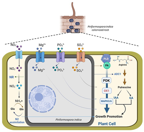 Figure 1. Schematic representation of cumulative molecular mechanisms of P. indica-mediated growth promotion in plants. Nitrates (NO3−) are transported in the P. indica-colonized plant cell and are converted to nitrites (NO2−), which are further used in nitrogen (N2) assimilation. P. indica induces nitrate reductase (NR) activity that enhances N2 assimilation. Nutrient transporters (Mg2+, PO43- and SO42- transporters) induce nutrients uptake in P. indica-colonized root and promotes growth in plants. But how these nutrients are transported to the host cell is not known; therefore, simple arrows are used to indicate their transportations from the P. indica cell to the plant host cell. P. indica mediates the induction of phospholipase D-mediated biosynthesis of phosphatidic acid (PA), which activates cascade of PDK1 (3-PHOSPHOINOSITIDE-DEPENDENT PROTEIN KINASE1), OXI1 (OXIDATIVE SIGNAL INDUCIBLE1) and MAPK3/6 (MAP Kinase 3/6) and results in growth promotion of plants. P. indica induces ADC1 (ARGININE DECARBOXYLASE 1)-mediated biosynthesis of putrescine, which elevates IAA (indole-3-acetic acid) and GAs (gibberellins) in host plant, which promotes growth.