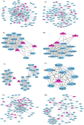 Figure 2. Molecular complexes of the PPI network. The yellow triangles indicate OMIM genetic disease-related proteins, while the blue polygons indicate proteins obtained from text mining. Complex Aa and Ab were gotten through EAGLE clustering analysis. Cut off-values: Clique size = 3, Complex size = 2(Complex Aa:Nodes:92, Edges:310, Modularity:1.84; Complex Ab:Nodes:89, Edges:230, Modularity:1.422). Complex Ba and Bb were gotten through IPCA clustering analysis. Cut off-values:Complex size = 2, Shortest path length = 2(Complex Ba:Nodes:16, Edges:91; Complex Bb: Nodes:15, Edges:84). Complex Ca and Cb were gotten through MCODE clustering analysis. Cut off-values:Node score = 0.2, degree = 4, k-core = 4, Maximum depth = 100(Complex Ca:Nodes:35, Edges:200, Score:11.765; Complex Cb:Nodes:10, Edges:45, Score:10). Complex Da and Db were gotten through OH-PIN clustering analysis. Cut off-values:Overlapping score = 0.5(Complex Da:Nodes:75, Edges:279; Complex Db: Nodes:70, Edges:248).