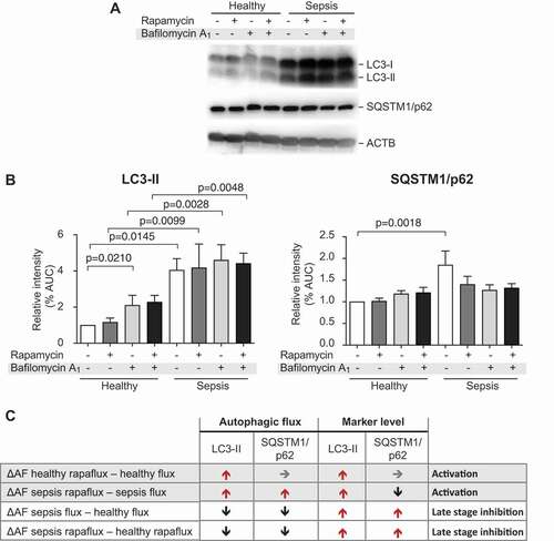 Figure 3. Platelets isolated from septic patients demonstrate late-stage inhibition of autophagy when compared to healthy platelets. (A) Platelets from healthy individuals and septic patients were isolated and treated with rapamycin and/or bafilomycin A1. SQSTM1/p62 accumulation, LC3-I conversion and LC3-II turnover were detected by western blot. Positions of LC3-I and -II are marked. Corresponding ACTB is shown at the bottom and was used for normalization (B). The quantitative analysis of the flux experiments is shown. The graphs are representative of n = 7 independent experiments. AUC, area under curve. (C) SQSTM1/p62 turnover was used as a measure of autophagic flux (AF). Autophagic flux was calculated as referenced in material and methods. The ΔAF was converted from numbers to arrows to directional changes. Stages of autophagy were defined by pattern of ΔAF and corresponding LC3 and SQSTM/p62 levels.