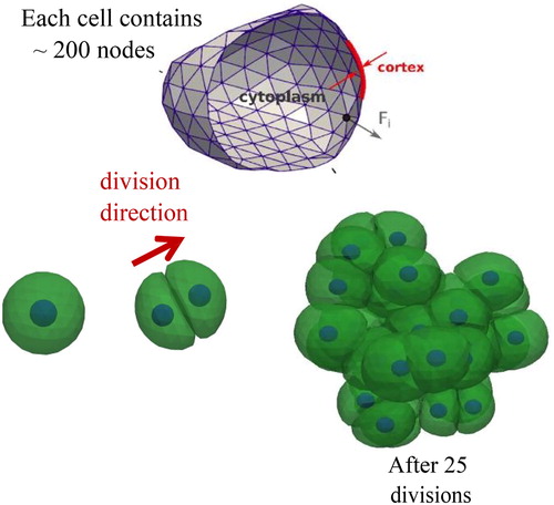 Figure 1. Representation of the DCM (top). Simulation of cell growth, leading to cell division to yield a cell clump. During each cell division, the mother cell envelope is filled and replaced by two adhering daughter cells with half the volume of the mother cell (bottom).