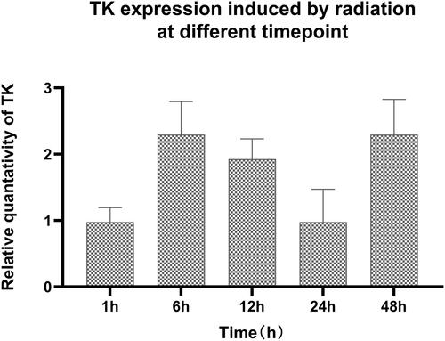 Figure 9 TK expression induced by radiation at different time point. Compared the TK expression at 48h with that in other groups, P < 0.05. Compared the TK expression at 6h with that at other time point, P < 0.05.