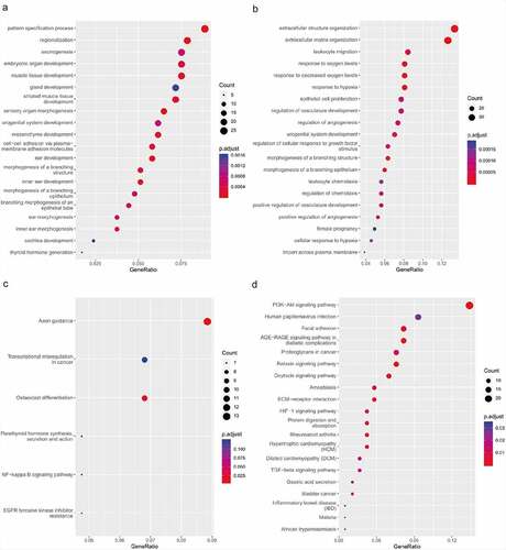 Figure 6. Functional enrichment analysis of co-differentially expressed target genes in ceRNA network based on GO and KEGG. (a) GO analysis showing biological processes of the up-regulated target genes in ceRNA network. (b) GO analysis showing biological processes of the down-regulated target genes in ceRNA network. (c) KEGG pathway analysis of up-regulated target genes in ceRNA network. (d) KEGG pathway analysis of down-regulated target genes in ceRNA network.CeRNA, competing endogenous RNA; GO, gene ontology; KEGG, Kyoto Encyclopedia of Genes and Genomes