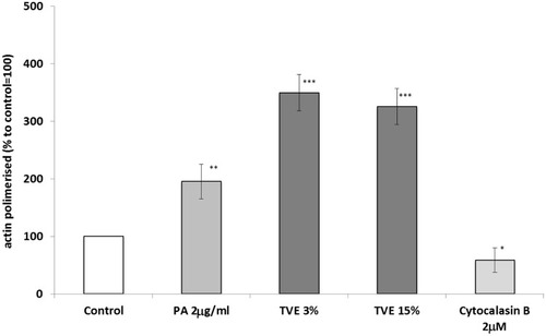 Figure 5 Effect of TVE on polymerization of actin. HDF were treated with TVE at 3% and 15% for 30 mins and then polymerized actin was measured in the cell lysates. The results are the averages of three independent experiments, expressed as percentages respect to the untreated control, arbitrarily set as 100%. The error bars represent standard deviations, and the asterisks indicate statistically significant values (*** p value is between 0.0001 to 0.001; **0.001 to 0.01; *0.01 to 0.05).