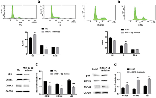 Figure 2. The results of cell cycle and its relative proteins expression.