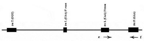 Figure 1. cpDNA tmL-F region and primer e and primer f (Taberlet et al, Citation1991)