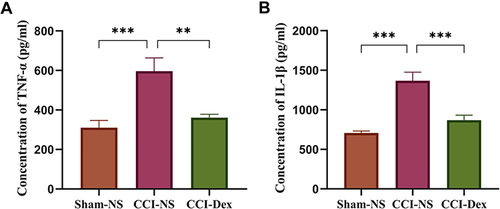 Figure 5 The levels of proinflammatory cytokines were downregulated after 7 days of dexmedetomidine administration in the ipsilateral DRG. (A) The concentration of TNF-α in each group was detected using the ELISA kit. The increased expression of TNF-α was significantly reduced by Dex in the DRG. (B) The concentration of IL-1β in the three groups. The concentration of IL-1β was increased in the CCI-NS group, which was suppressed by Dex. **p < 0.01, ***p < 0.001. n = 6.