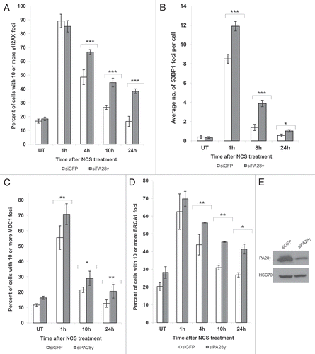 Figure 2 Depletion of PA28γ affects the disappearance of DNA damage-induced nuclear foci of γH2AX, 53BP1, MDC1 and BRCA1. CAL51 cells were treated with 10 ng/ml NCS 72 h after transfection with siRNAs against PA28γ or GFP, fixed and stained with antibodies against γH2AX (A), 53BP1 (B), MDC1 (C) and BRCA1 (D). (A, C and D) The number of cells in which more than 10 foci were counted. Mean of three independent experiments is presented, and error bars represent SD (*p-value < 0.05; **p-value < 0.01; ***p-value <0.0005, by χ2 analysis). (B) The mean of 53BP1 foci per cell is presented, and error bars represent standard error (*p-value < 0.05; ***p-value < 0.0005; by student's t-test). Experiments were performed in triplicates. (E) Protein gel blotting analysis of total cellular extract of CAL51 cells 72 h after siRNA transfection, showing the extents of protein knockdown in this experiment.