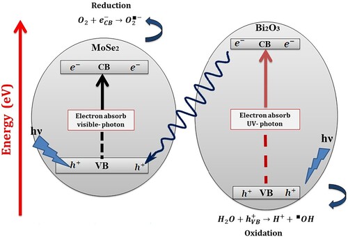 Figure 9. Photocatalytic mechanism in the presence Bi2O3/MoSe2 catalyst for MB dye degradation under visible light irradiation.