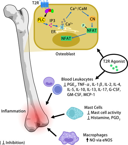 Figure 1 Potential functional effects of T2R activation in bone. Osteoblast formation and osteoclastogenesis can be modulated through the PLC/IP3 signaling pathway, which leads to the release of calcium stored in the ER. T2R activation inhibits pro-inflammatory activity in the immune cells that migrate to inflammatory sites.