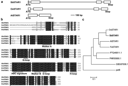 Figure 1. Gene structure and amino acid sequence analysis of SbSTAR1 in sweet sorghum. (a) Gene structure of SbSTAR1 and homologous genes. Box, exon; line, intron. (b) Sequence alignment of SbSTAR1 and homologous proteins from other species, including Oryza sativa (OsSTAR1, Os06g48060.1), Arabidopsis thaliana (AtSTAR1, At1g67940.1) and Fagopyrum esculentum (FeSTAR1, AYK27446.1). Horizontal lines indicate conserved motifs of nucleotide-binding domain (NBD) in ABC transporters. (c) Phylogenic analysis of SbSTAR1 (XP_002438933.1) and its homologs in Oryza sativa, Arabidopsis thaliana, Fagopyrum esculentum, Marchantia polymorpha (PTQ46811.1), Physcomitrium patens (PNR55880.1), Chara braunii (GBG67008.1) and Escherichia coli (pstB, EGM3813836.1). The phylogenetic tree was constructed using the neighbor-joining method in MEGA 7
