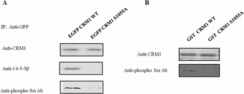 Figure 3.  Phosphorylation of Ser 1055 in CRM1 by PKA was required for 14-3-3 binding. Plasmids with EGFP-CRM1 (WT) and EGFP-CRM1 S1055A were transfected into HEK 293 cells and CRM1 protein was immunopurified with GFP antibody. (A) Western blot with CRM1, 14-3-3, or phospho-Thr/Ser antibodies. CRM1 S1055A (lacking the PKA phosphorylation site) did not form a 14-3-3 protein complex or react with anti-phospho-Thr/Ser. (B) PKA assay with GST-CRM1 WT C-terminal fragment (amino acids 960–1120) or GST-CRM1 S1055A C-terminal fragment. GST-CRM1 WT, S1055A were expressed in E. coli and prebound to agarose beads that were incubated with PKA in assay buffer and analyzed using anti-phospho-Ser/Thr. Figures represent three independent experiments.