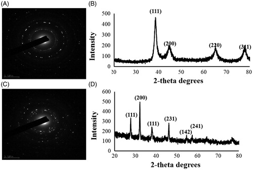 Figure 3. SAED results indicate the crystallinity of biosynthesized nanoparticles of (A) CB-AuNps and (C) CB-AgNps, respectively. XRD results indicate the crystallinity of biosynthesized nanoparticles of (B) CB-AuNps and (D) CB-AgNps, respectively.